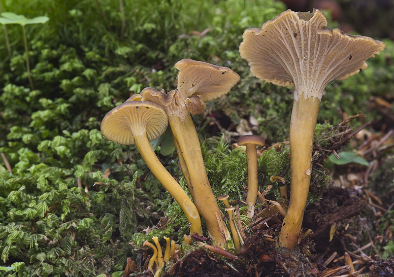 Cantharellus tubaeformis